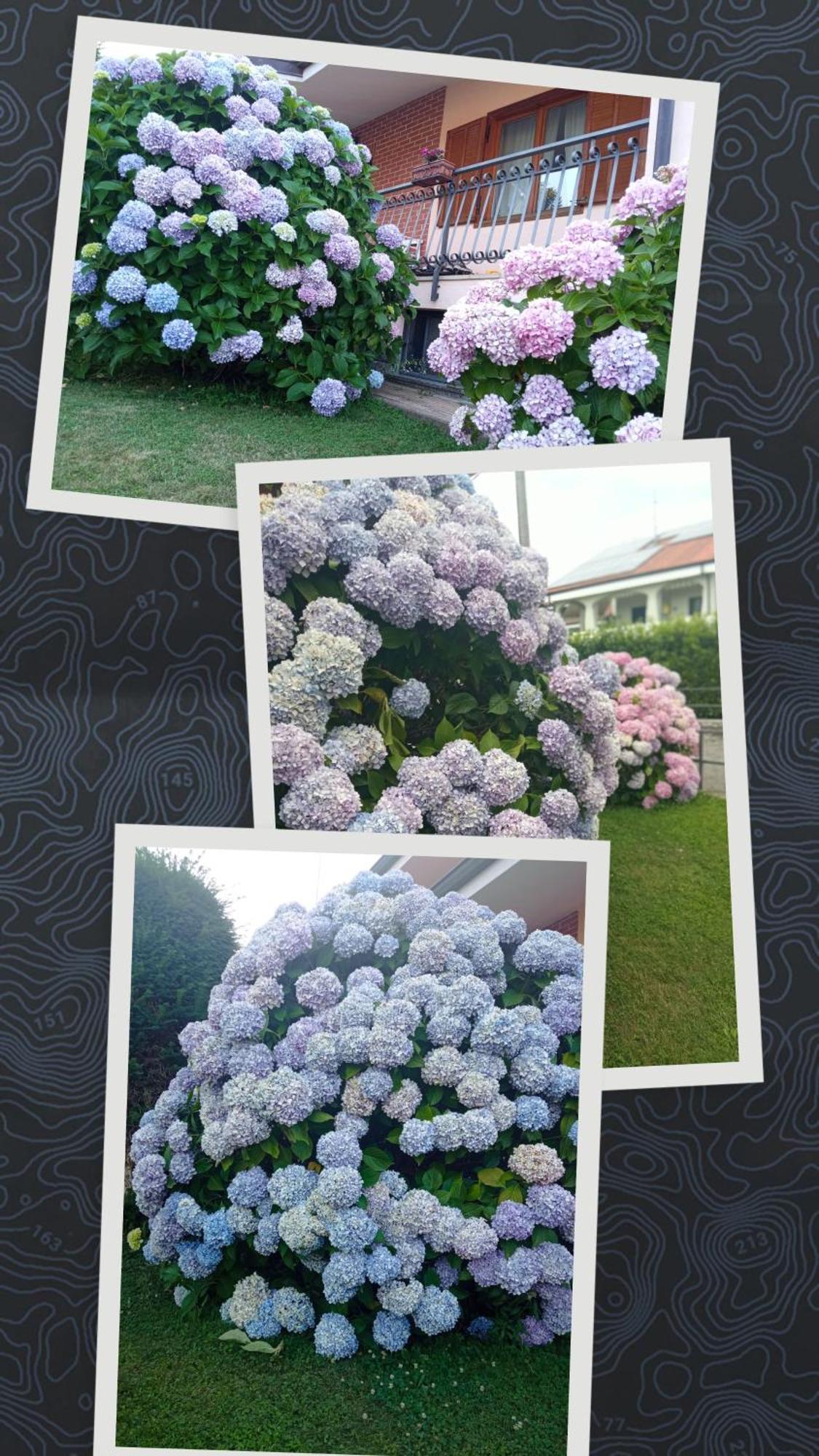 B&B L'Ortensia Vignolo Екстер'єр фото